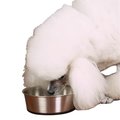 Petpath Stainless Steel Bowl with Rubber Base 9oz PE1600268
